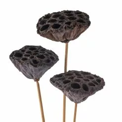 Best Pirce 🌟 Natural Lotus Pods Stem by Ashland® ⌛ -Michaels Store 10065712 20