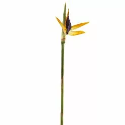 Top 10 ❤️ Tropical Bird of Paradise Stem by Ashland® ✔️ 9 Top 10 ❤️ Tropical Bird of Paradise Stem by Ashland® ✔️ -Michaels Store 10066898