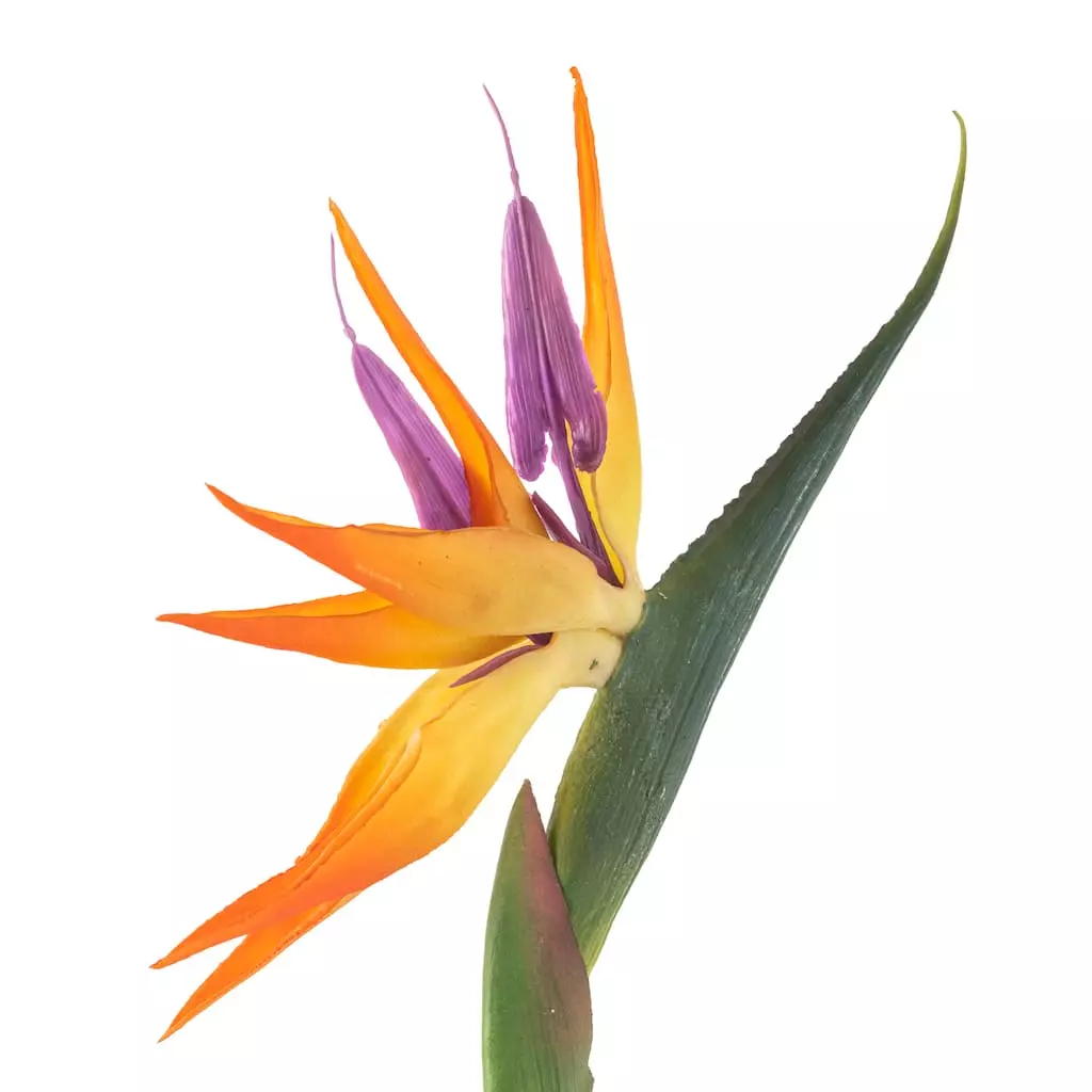 Top 10 ❤️ Tropical Bird of Paradise Stem by Ashland® ✔️ 5 Top 10 ❤️ Tropical Bird of Paradise Stem by Ashland® ✔️ - Image 3