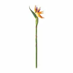 Top 10 ❤️ Tropical Bird of Paradise Stem by Ashland® ✔️