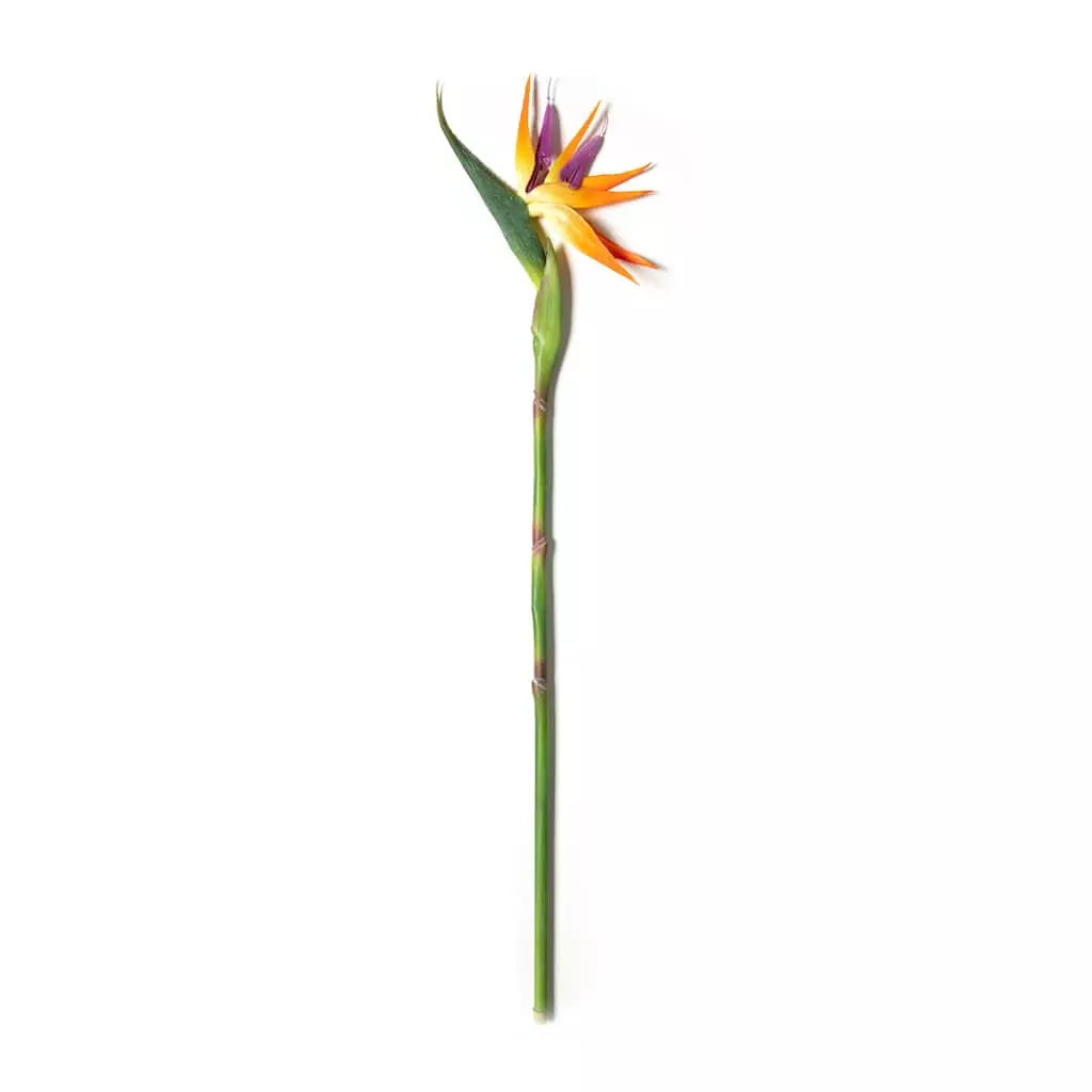 Top 10 ❤️ Tropical Bird of Paradise Stem by Ashland® ✔️ 3 Top 10 ❤️ Tropical Bird of Paradise Stem by Ashland® ✔️