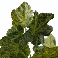 Outlet 👍 Coral Bell Bush by Ashland® 🔥 -Michaels Store 10129104 20