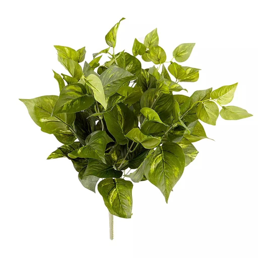 Best reviews of ๐งจ Pothos Bush Real Touch™ Collection by Ashland ๐ 3 Best reviews of ๐งจ Pothos Bush Real Touch™ Collection by Ashland ๐