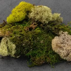 Discount 🎉 Moss Variety Pack by Ashland® ✔️ -Michaels Store 10135036 21