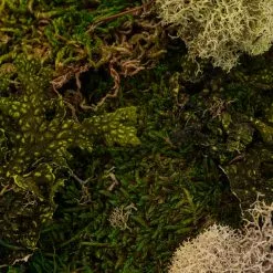 Discount 🎉 Moss Variety Pack by Ashland® ✔️ -Michaels Store 10135036 22