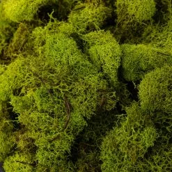 Brand new 🧨 Ashland® Reindeer Moss ⭐ -Michaels Store 10135038 22