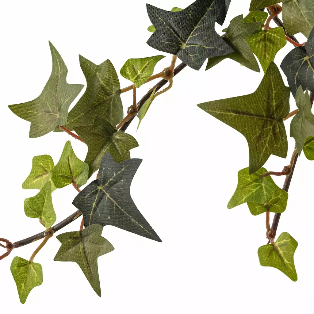 Top 10 𧨠Star Ivy Bush by Ashland® π₯ 5 Top 10 𧨠Star Ivy Bush by Ashland® π₯ - Image 3