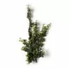Top 10 🧨 Star Ivy Bush by Ashland® 🔥 -Michaels Store 10194917 21
