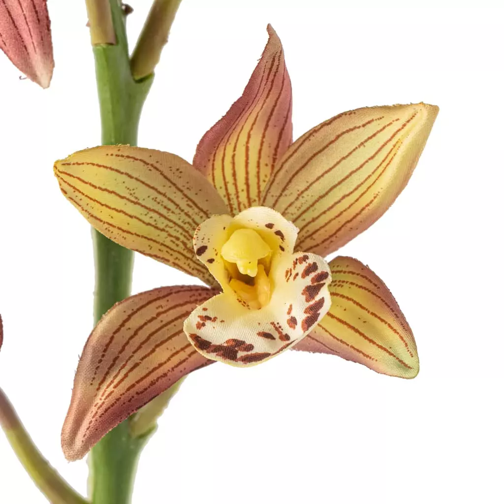 Hot Sale ⭐ Tropical Cymbidium Stem by Ashland® 👏 5 Hot Sale ⭐ Tropical Cymbidium Stem by Ashland® 👏 - Image 3