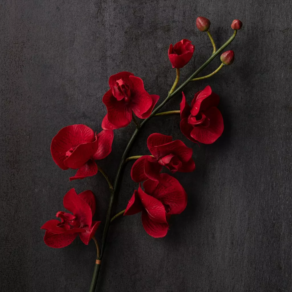 Promo ⭐ Red Tropical Orchid Stem by Ashland® 🤩 4 Promo ⭐ Red Tropical Orchid Stem by Ashland® 🤩 - Image 2