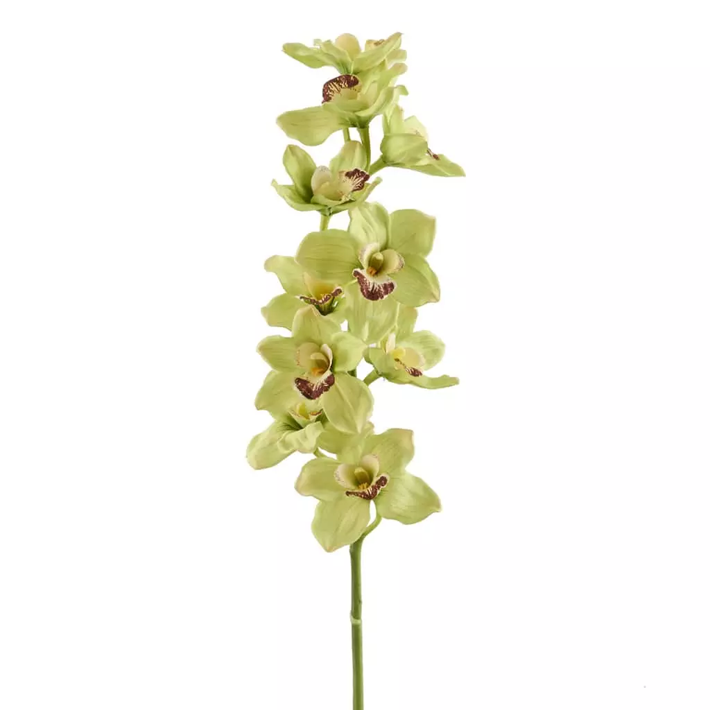 Cheapest 🧨 8 Pack: Pale Green Boat Orchid Stem by Ashland® ✔️ 3 Cheapest 🧨 8 Pack: Pale Green Boat Orchid Stem by Ashland® ✔️