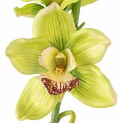 Outlet ⭐ Tropical Cymbidium Stem by Ashland® ⌛ -Michaels Store 10230928 20