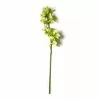 Outlet ⭐ Tropical Cymbidium Stem by Ashland® ⌛ -Michaels Store 10230928 21