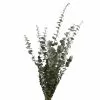Buy 🎉 Ashland® Washed Eucalyptus Bunch, 4 oz. ⭐