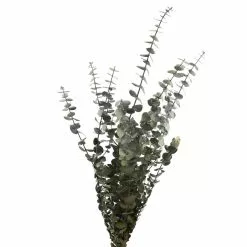 Buy 🎉 Ashland® Washed Eucalyptus Bunch, 4 oz. ⭐