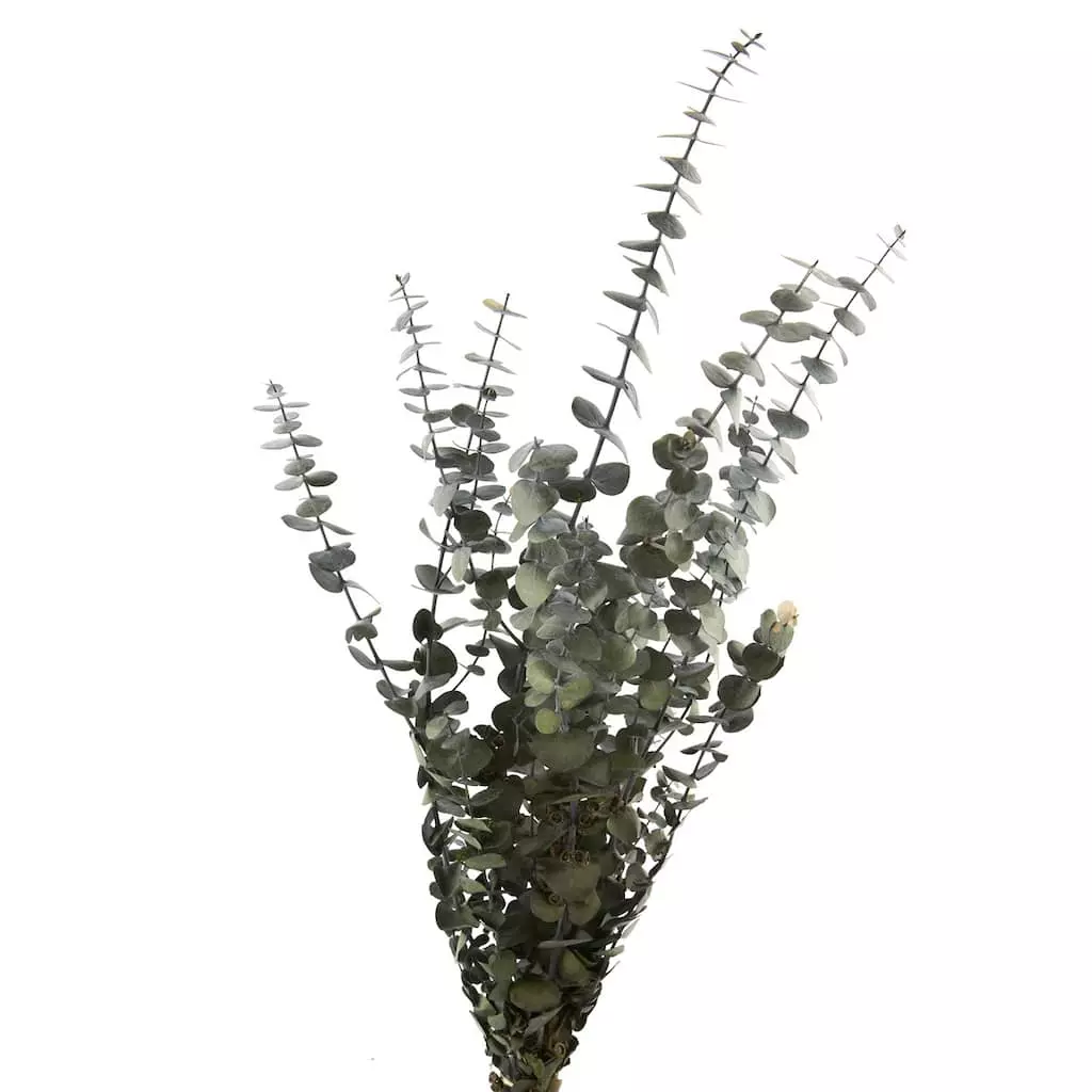 Buy ๐ Ashland® Washed Eucalyptus Bunch, 4 oz. โญ 3 Buy ๐ Ashland® Washed Eucalyptus Bunch, 4 oz. โญ