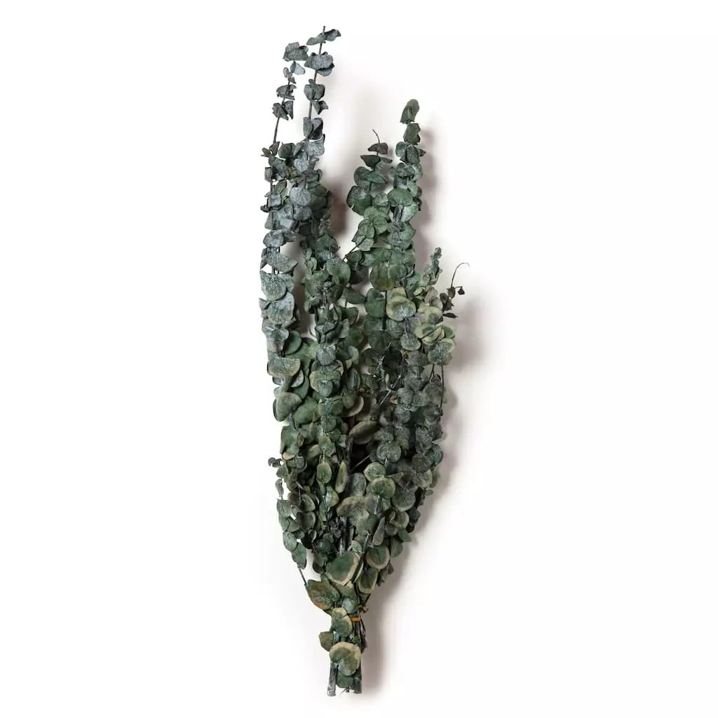 Buy ๐ Ashland® Washed Eucalyptus Bunch, 4 oz. โญ 5 Buy ๐ Ashland® Washed Eucalyptus Bunch, 4 oz. โญ - Image 3