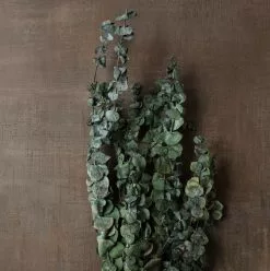 Buy ๐ Ashland® Washed Eucalyptus Bunch, 4 oz. โญ 9 Buy ๐ Ashland® Washed Eucalyptus Bunch, 4 oz. โญ -Michaels Store 10259685 25