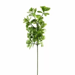 Coupon ⌛ 12 Pack: Green Crassula Spray by Ashland® 🔔