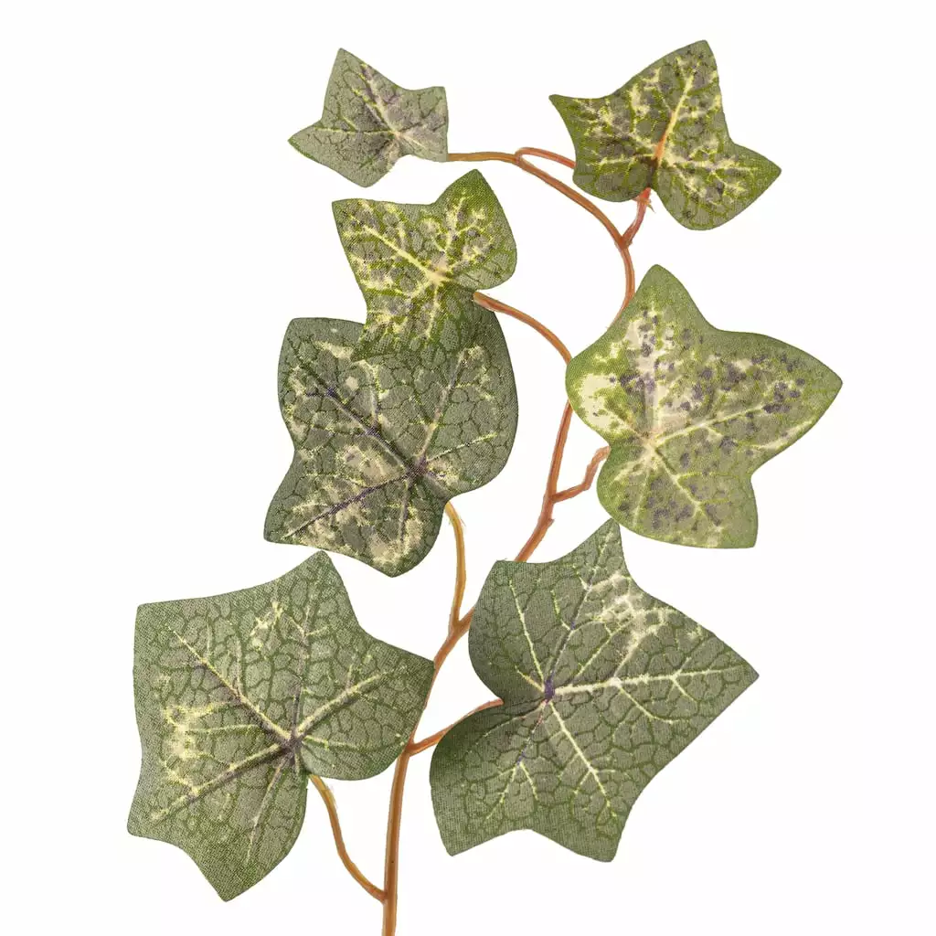 Buy โจ English Ivy Spray by Ashland® ๐งจ 5 Buy โจ English Ivy Spray by Ashland® ๐งจ - Image 3