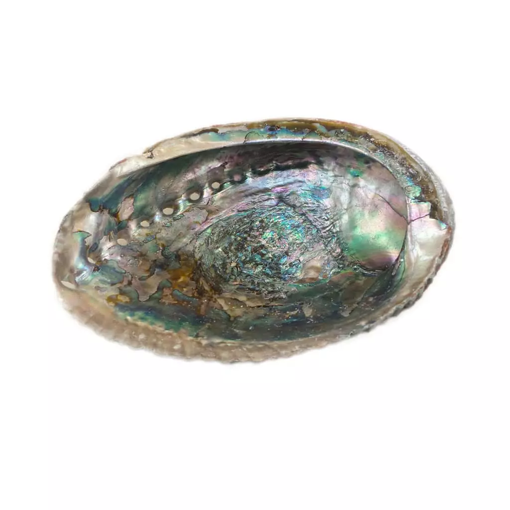 Wholesale β Blue Abalone Shell by Ashland® π 3 Wholesale β Blue Abalone Shell by Ashland® π