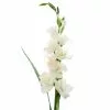 Best Sale ✨ White Gladiolus Stem by Ashland® 🎉 -Michaels Store 10297020