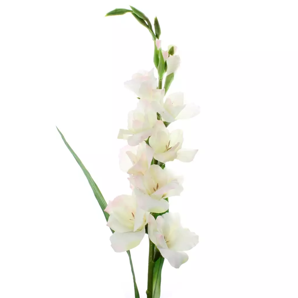 Best Sale β¨ White Gladiolus Stem by Ashland® π 3 Best Sale β¨ White Gladiolus Stem by Ashland® π
