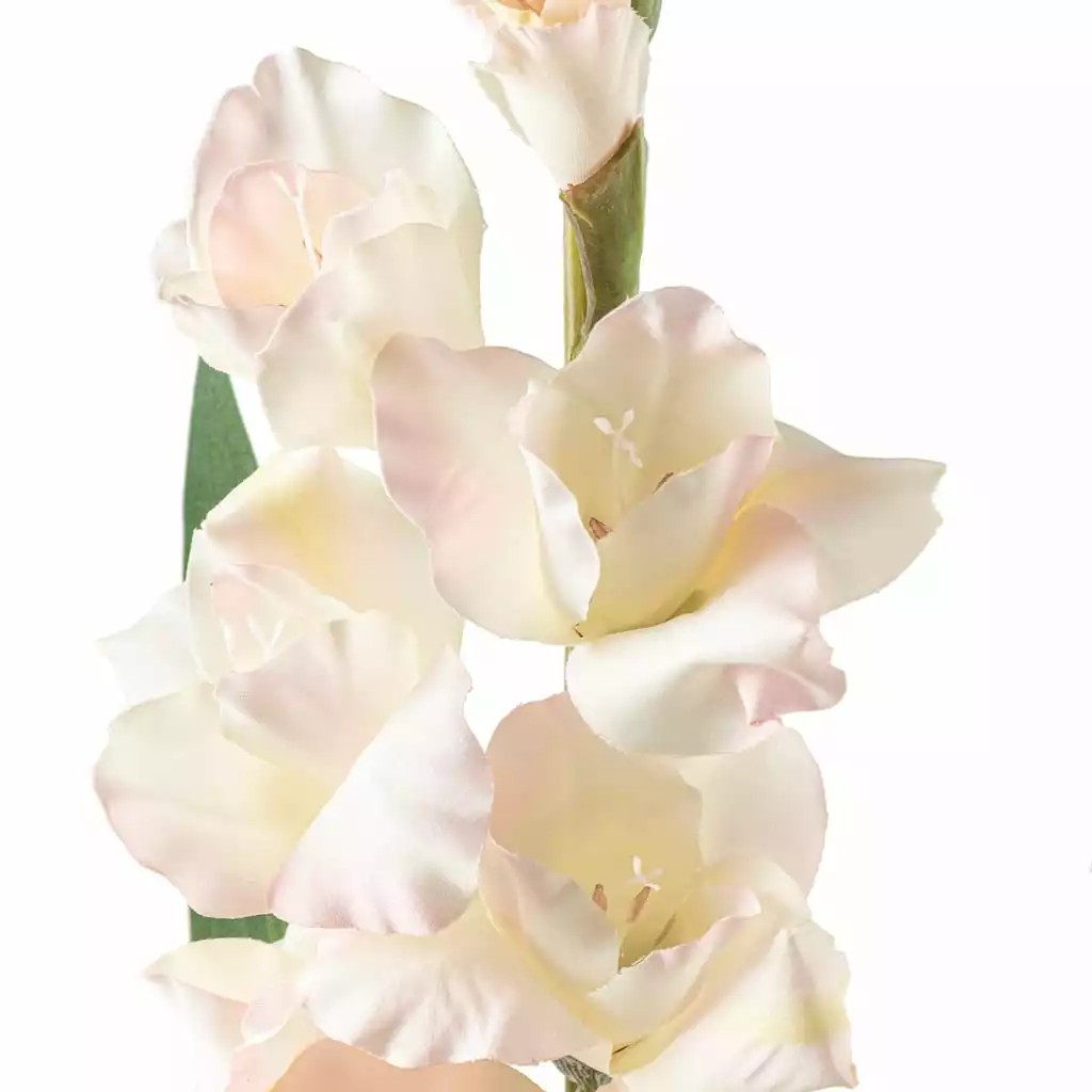 Best Sale β¨ White Gladiolus Stem by Ashland® π 5 Best Sale β¨ White Gladiolus Stem by Ashland® π - Image 3
