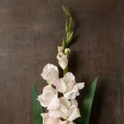 Best Sale β¨ White Gladiolus Stem by Ashland® π 9 Best Sale β¨ White Gladiolus Stem by Ashland® π -Michaels Store 10297020 25