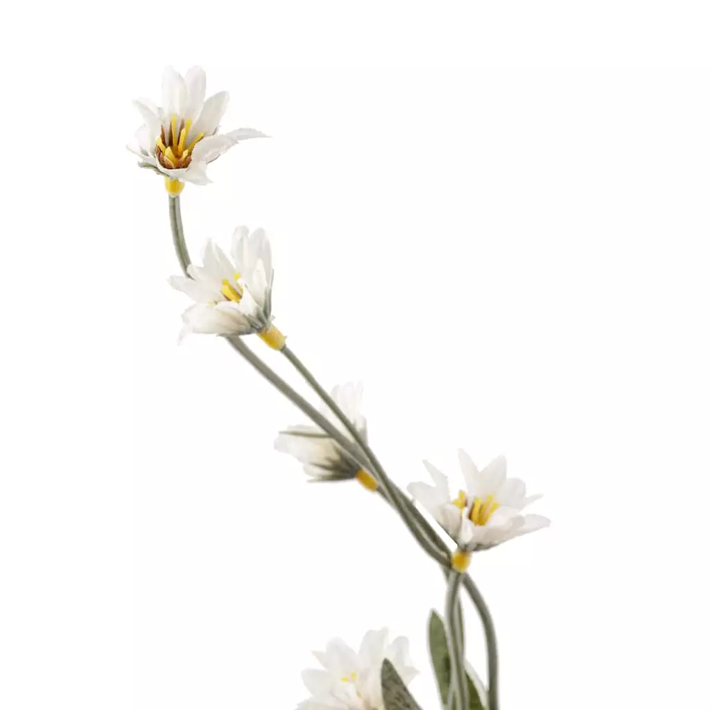 Top 10 โ๏ธ Wild Daisy Spray by Ashland® ๐ 4 Top 10 โ๏ธ Wild Daisy Spray by Ashland® ๐ - Image 2