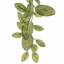 Best reviews of 👏 Fittonia Hanging Bush Classic Greeery by Ashland® ❤️ 8 Best reviews of 👏 Fittonia Hanging Bush Classic Greeery by Ashland® ❤️ -Michaels Store 10308882 20