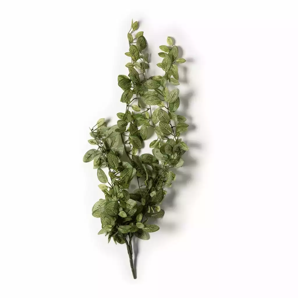 Best reviews of 👏 Fittonia Hanging Bush Classic Greeery by Ashland® ❤️ 3 Best reviews of 👏 Fittonia Hanging Bush Classic Greeery by Ashland® ❤️