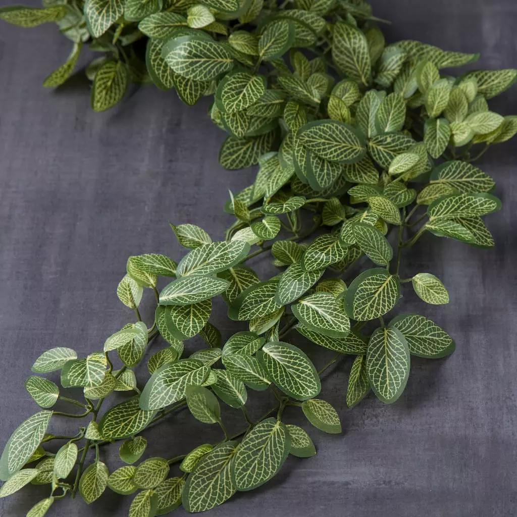 Best reviews of 👏 Fittonia Hanging Bush Classic Greeery by Ashland® ❤️ 4 Best reviews of 👏 Fittonia Hanging Bush Classic Greeery by Ashland® ❤️ - Image 2