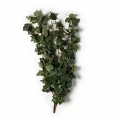 Cheapest ✨ German Ivy Bush Ivy Collection by Ashland® ✔️ -Michaels Store 10335273 21