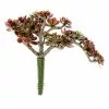 Best reviews of ⭐ 12 Pack: Creeping Red Sedum Pick by Ashland® ✨ 1 Best reviews of ⭐ 12 Pack: Creeping Red Sedum Pick by Ashland® ✨ -Michaels Store 10337815 1