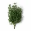 Best deal ❤️ Springeri Bush Fern Collection by Ashland® 😀 1 Best deal ❤️ Springeri Bush Fern Collection by Ashland® 😀 -Michaels Store 10339547 21