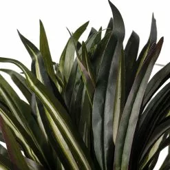 Budget 🎉 Assorted Cordyline Bush by Ashland® ❤️ -Michaels Store 10356827 20