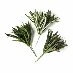 Budget 🎉 Assorted Cordyline Bush by Ashland® ❤️