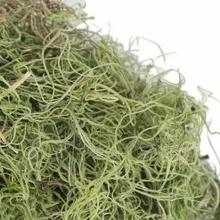 Best deal 🌟 Ashland® Spanish Moss—Basil Green ✔️ -Michaels Store 10382824 3