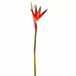 Buy ⭐ Tropical Bird of Paradise Stem by Ashland® 😀 -Michaels Store 10390624 1