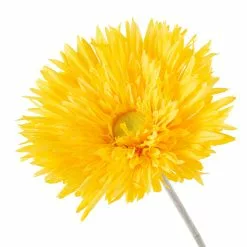 Buy 🛒 Jumbo Spider Gerber Daisy Stem by Ashland® 👏 8 Buy 🛒 Jumbo Spider Gerber Daisy Stem by Ashland® 👏 -Michaels Store 10392672 20