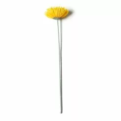 Buy 🛒 Jumbo Spider Gerber Daisy Stem by Ashland® 👏