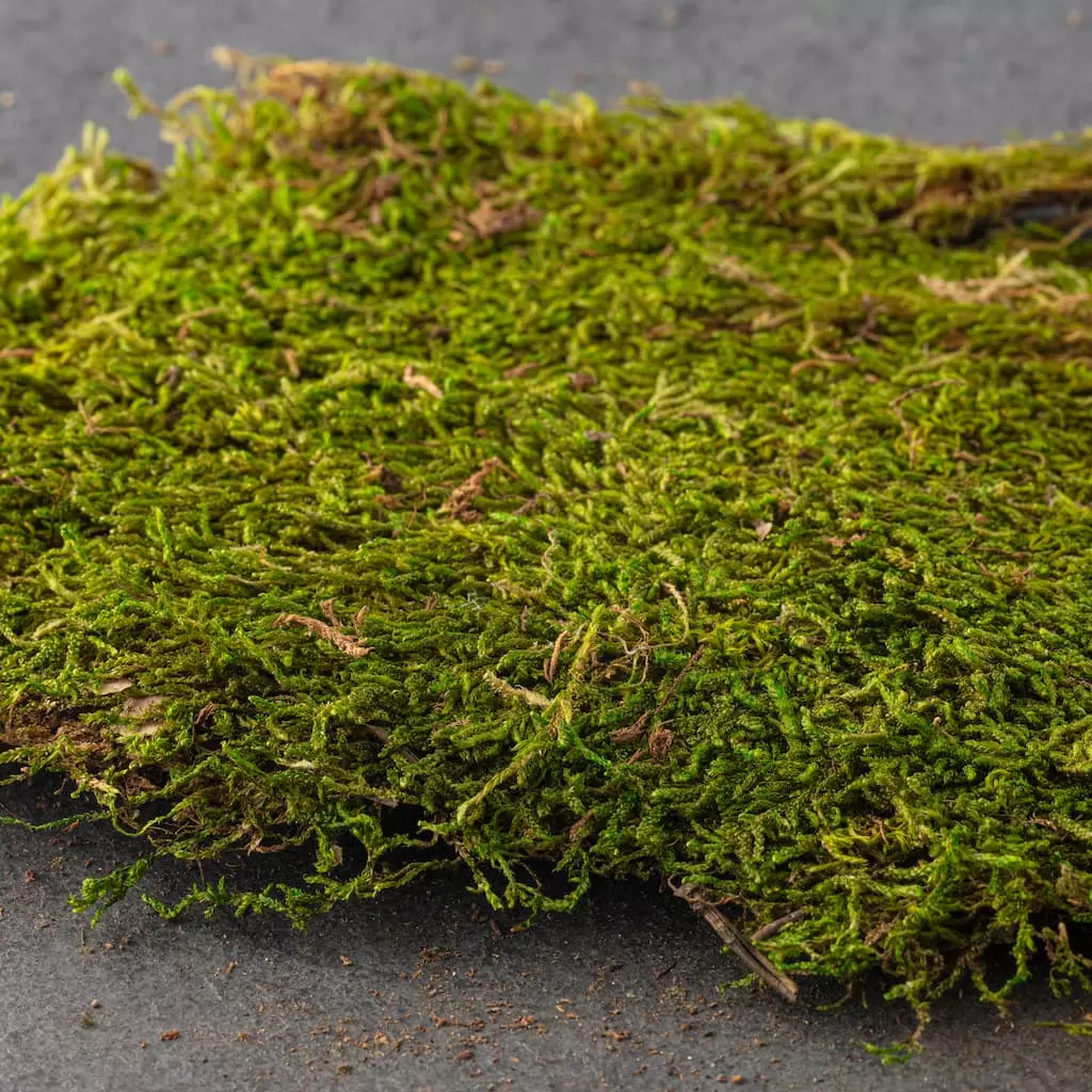 Deals ๐ Forest Green Preserved Moss by Ashland® ๐ 4 Deals ๐ Forest Green Preserved Moss by Ashland® ๐ - Image 2