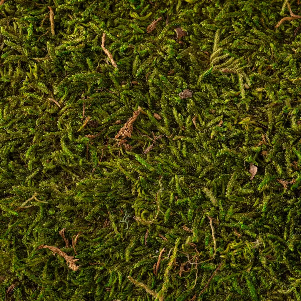 Deals ๐ Forest Green Preserved Moss by Ashland® ๐ 5 Deals ๐ Forest Green Preserved Moss by Ashland® ๐ - Image 3