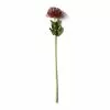 Cheap 🎁 Red Pincushion Protea Spray by Ashland® ✔️