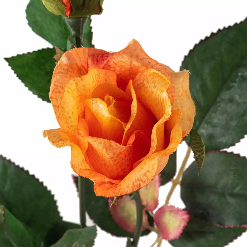 Wholesale 💯 Rose Spray by Ashland® ✔️ 5 Wholesale 💯 Rose Spray by Ashland® ✔️ - Image 3