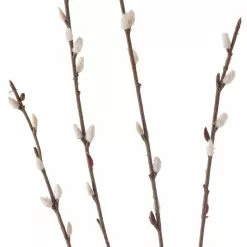 Flash Sale ✨ Pussy Willow Stem by Ashland® 👏 8 Flash Sale ✨ Pussy Willow Stem by Ashland® 👏 -Michaels Store 10450208 20
