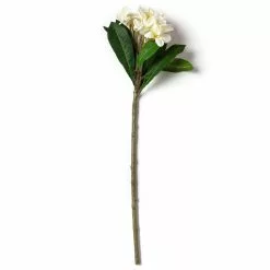 Coupon ❤️ White Frangipani Stem by Ashland® ⌛ -Michaels Store 10450428 21