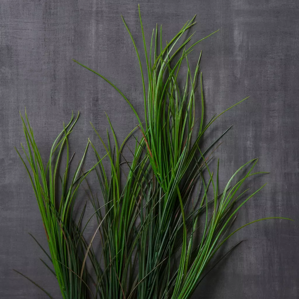 Best deal 👏 Assorted Green Grass Bush by Ashland® 🌟 4 Best deal 👏 Assorted Green Grass Bush by Ashland® 🌟 - Image 2