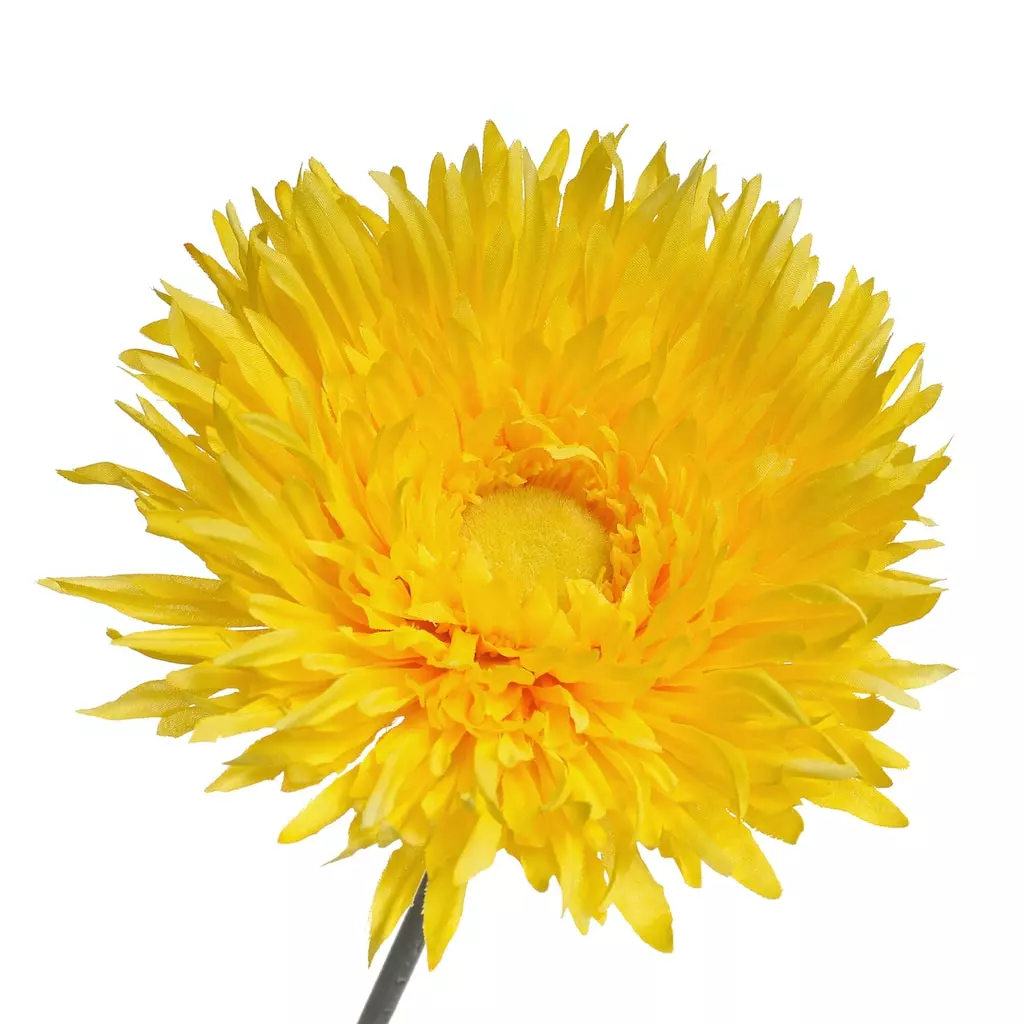 Outlet 👏 Jumbo Yellow Spider Gerber Daisy Stem by Ashland® ✨ 5 Outlet 👏 Jumbo Yellow Spider Gerber Daisy Stem by Ashland® ✨ - Image 3